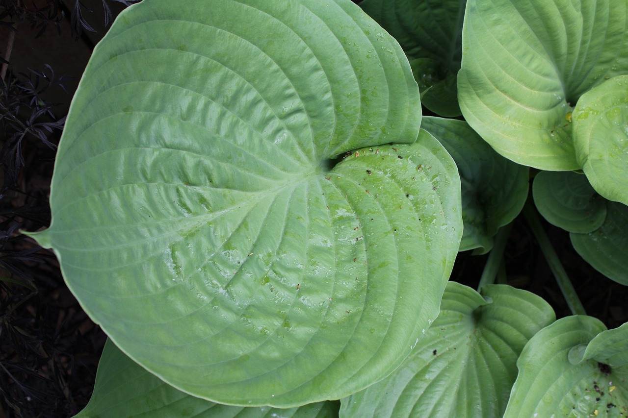 Perennial Plants - The Eco-friendly Choice for Gardeners